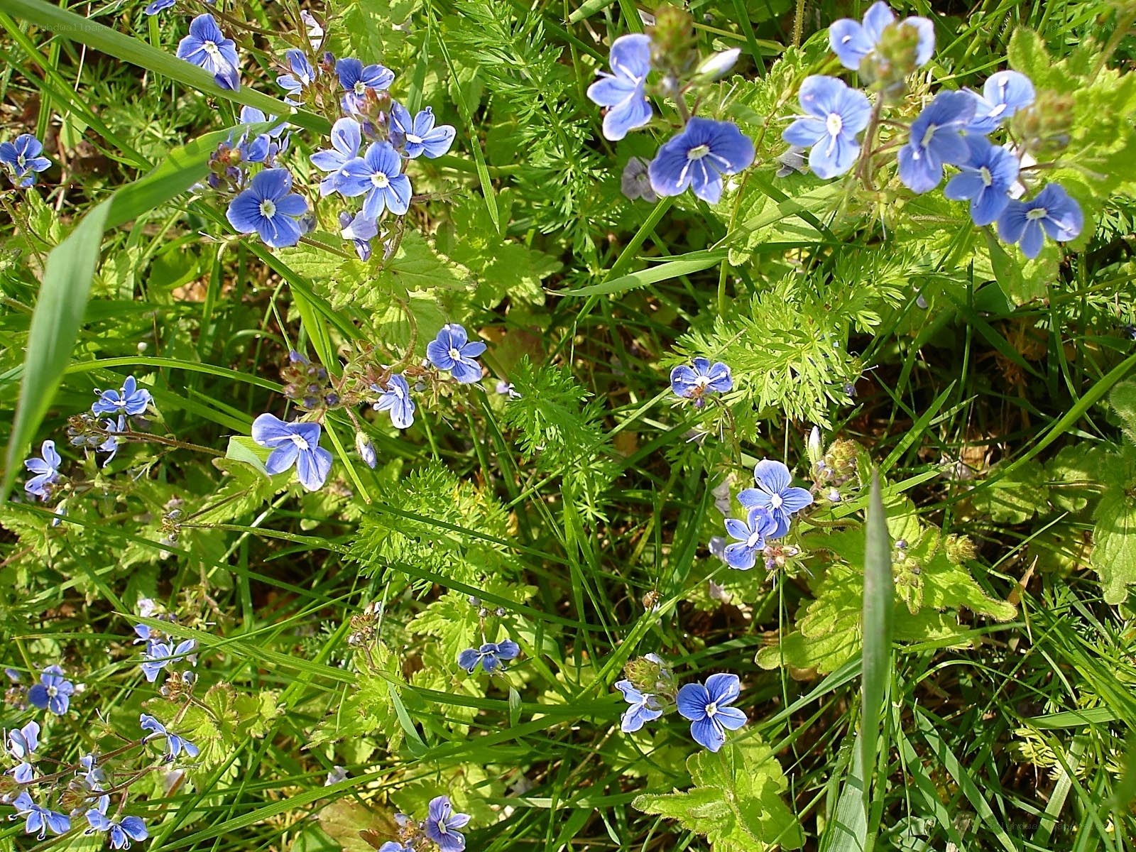 Blue wildflowers in green grass