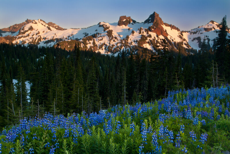 Blue Wildflowers in Mountains