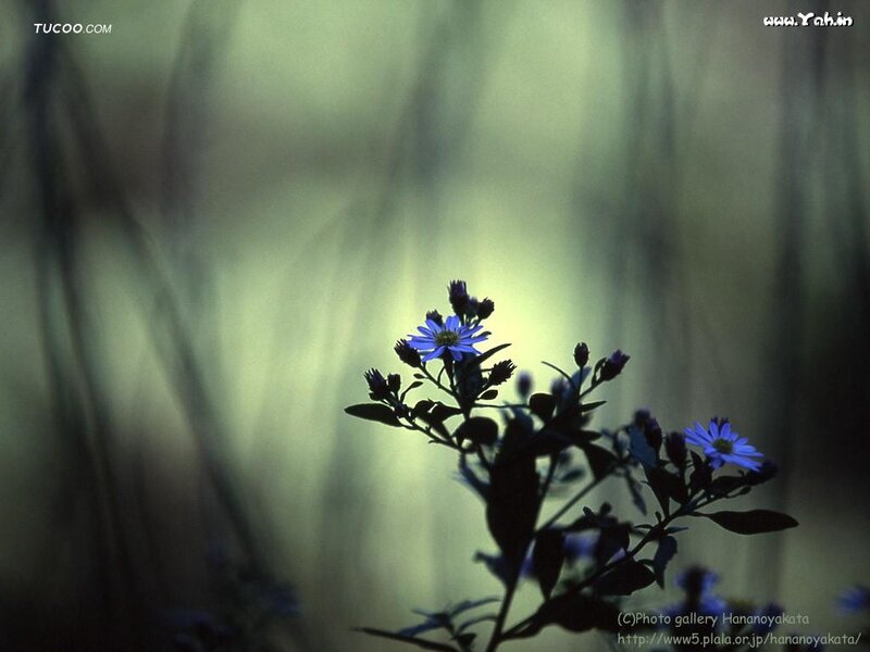 Blue Wildflowers in Silhouette