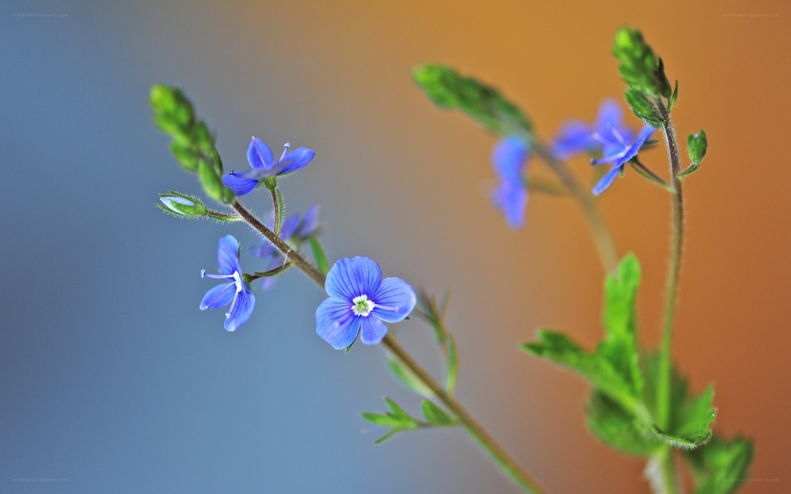 Blue wildflowers in soft focus