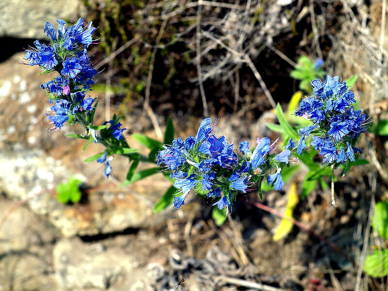 Blue Wildflowers on Rocks