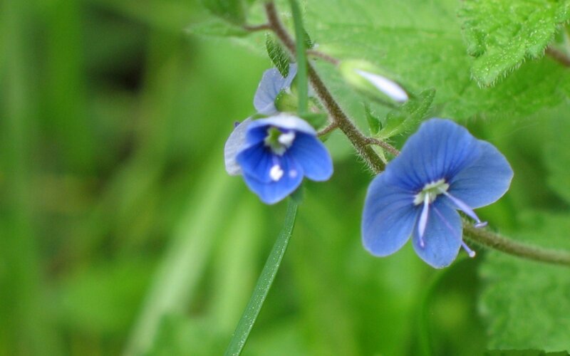 Blue Wildflowers on Stem — Calm