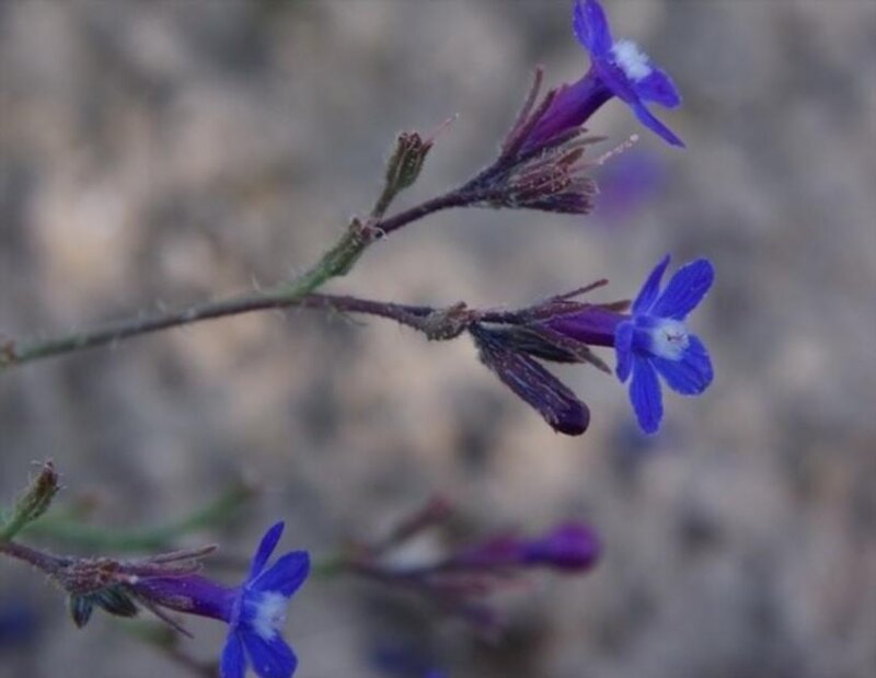 Blue Wildflowers on Stem