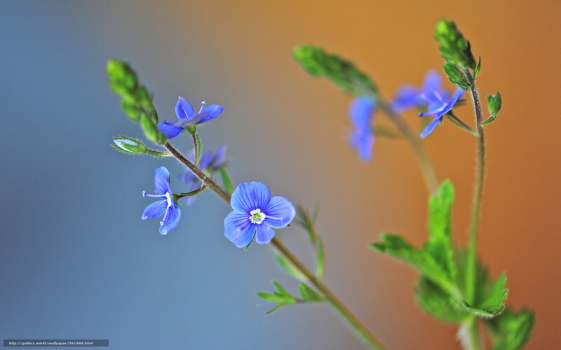 Blue Wildflowers on Stems