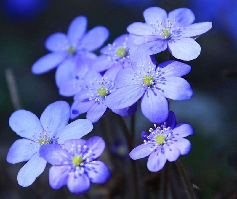 Blue Wildflowers — Serene, Spring