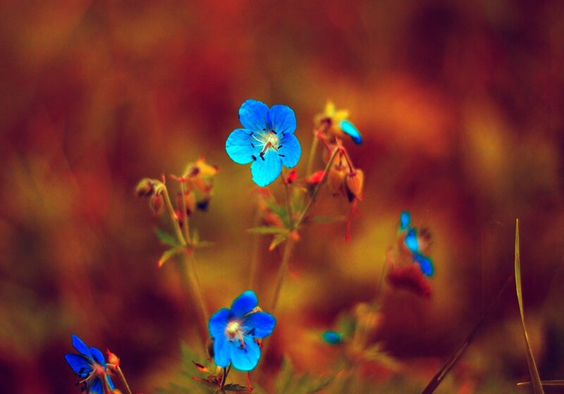 Blue Wildflowers — Serene