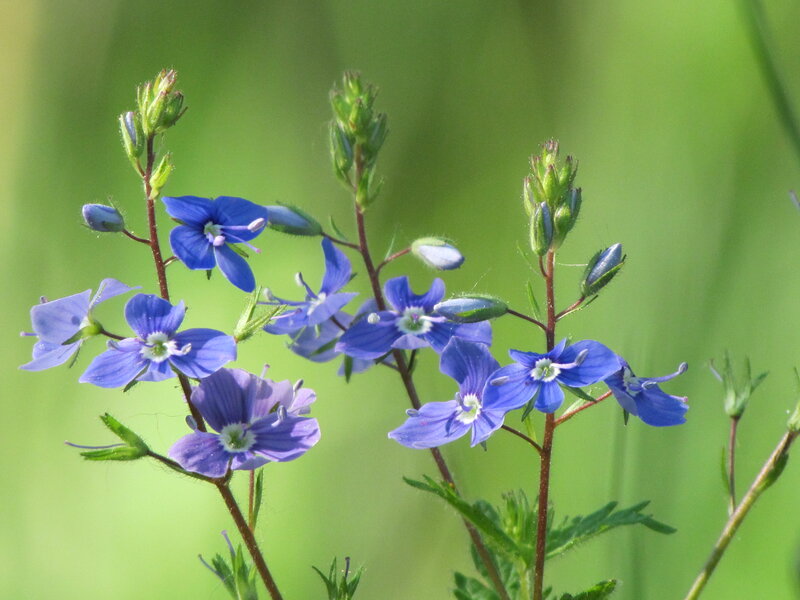 Blue Wildflowers