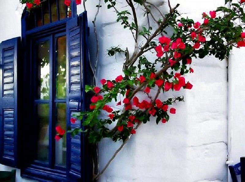 blue window with red flowers