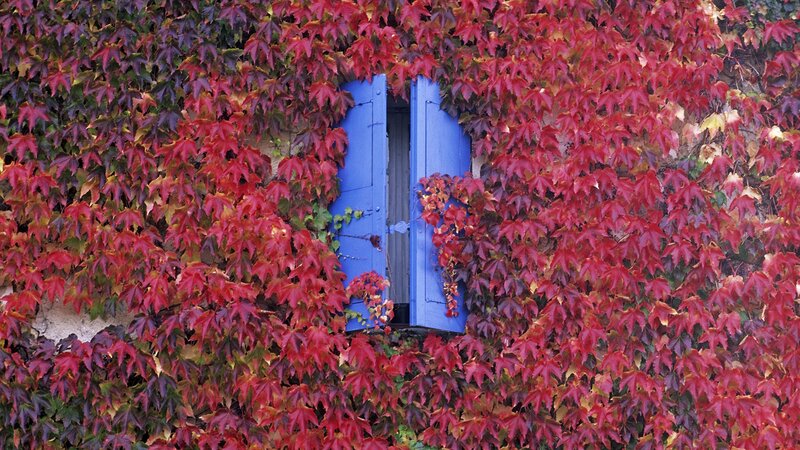 Blue window with red ivy