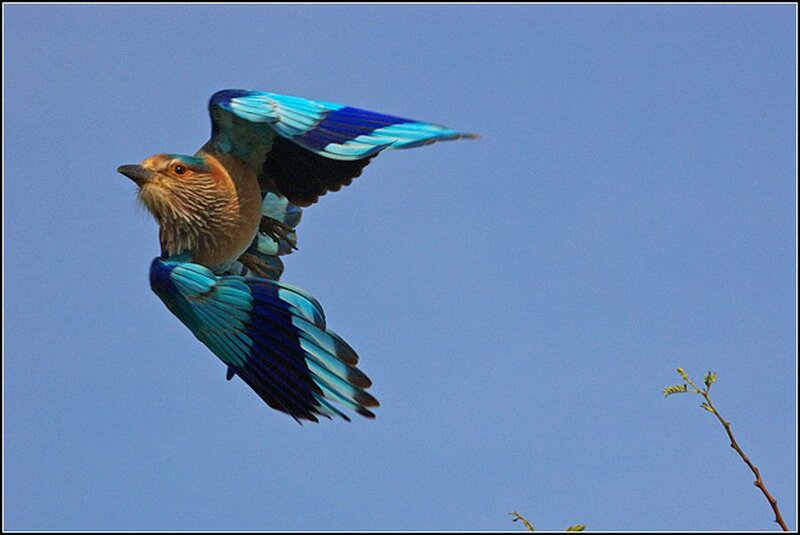 Blue-winged Bird in Flight