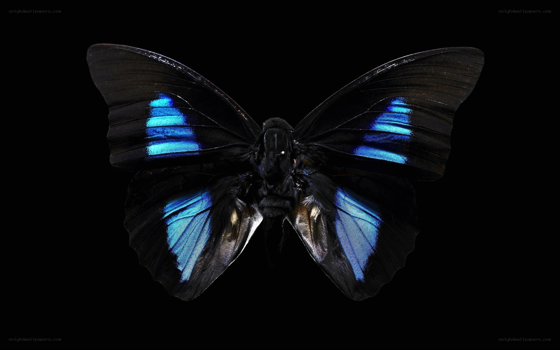 Blue-winged butterfly