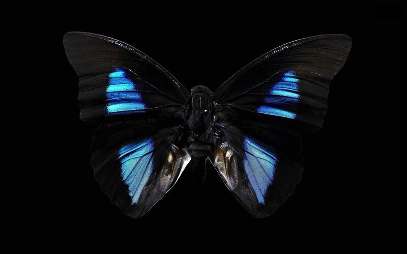 Blue-winged Butterfly — Black, Dramatic, Photograph