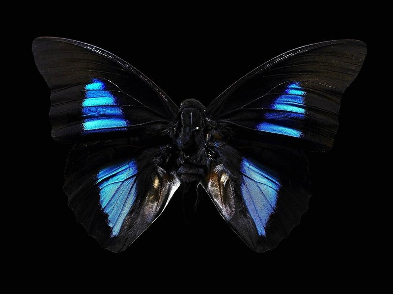 Blue-winged Butterfly — Black, Dramatic