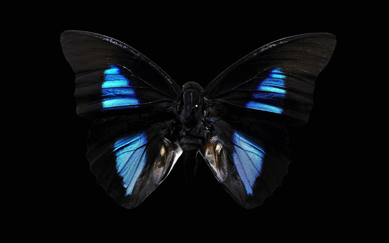 Blue-winged Butterfly — Black