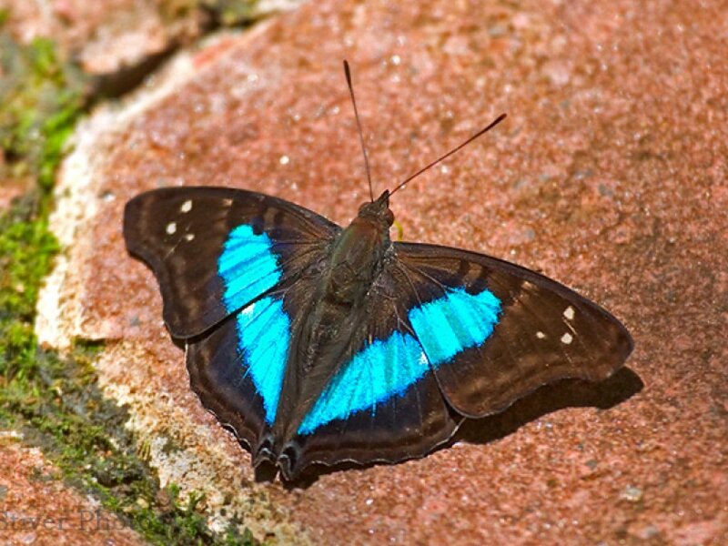 Blue-winged Butterfly — Brown