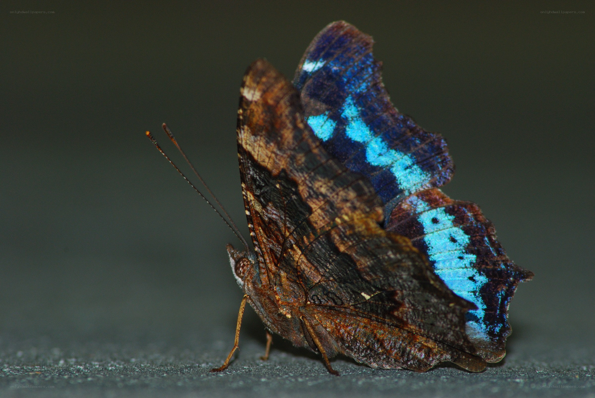 blue-winged butterfly perched