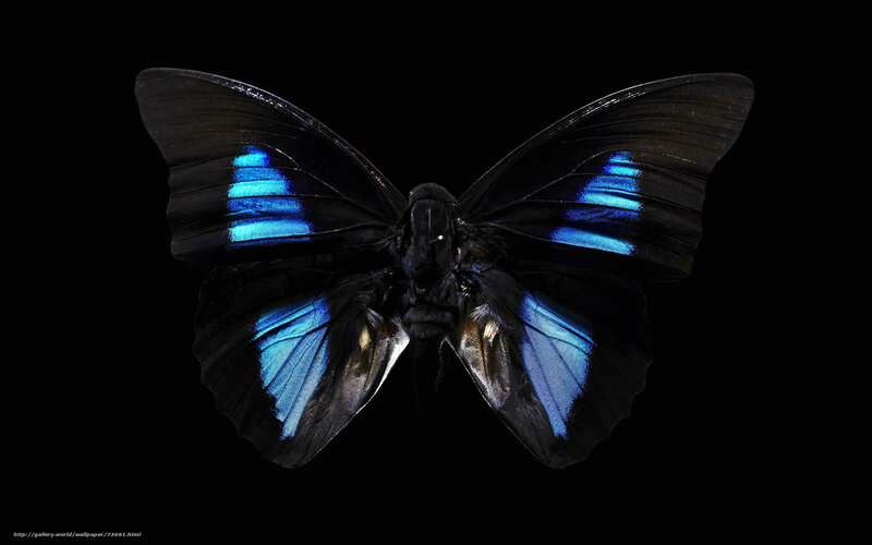 Blue-winged butterfly