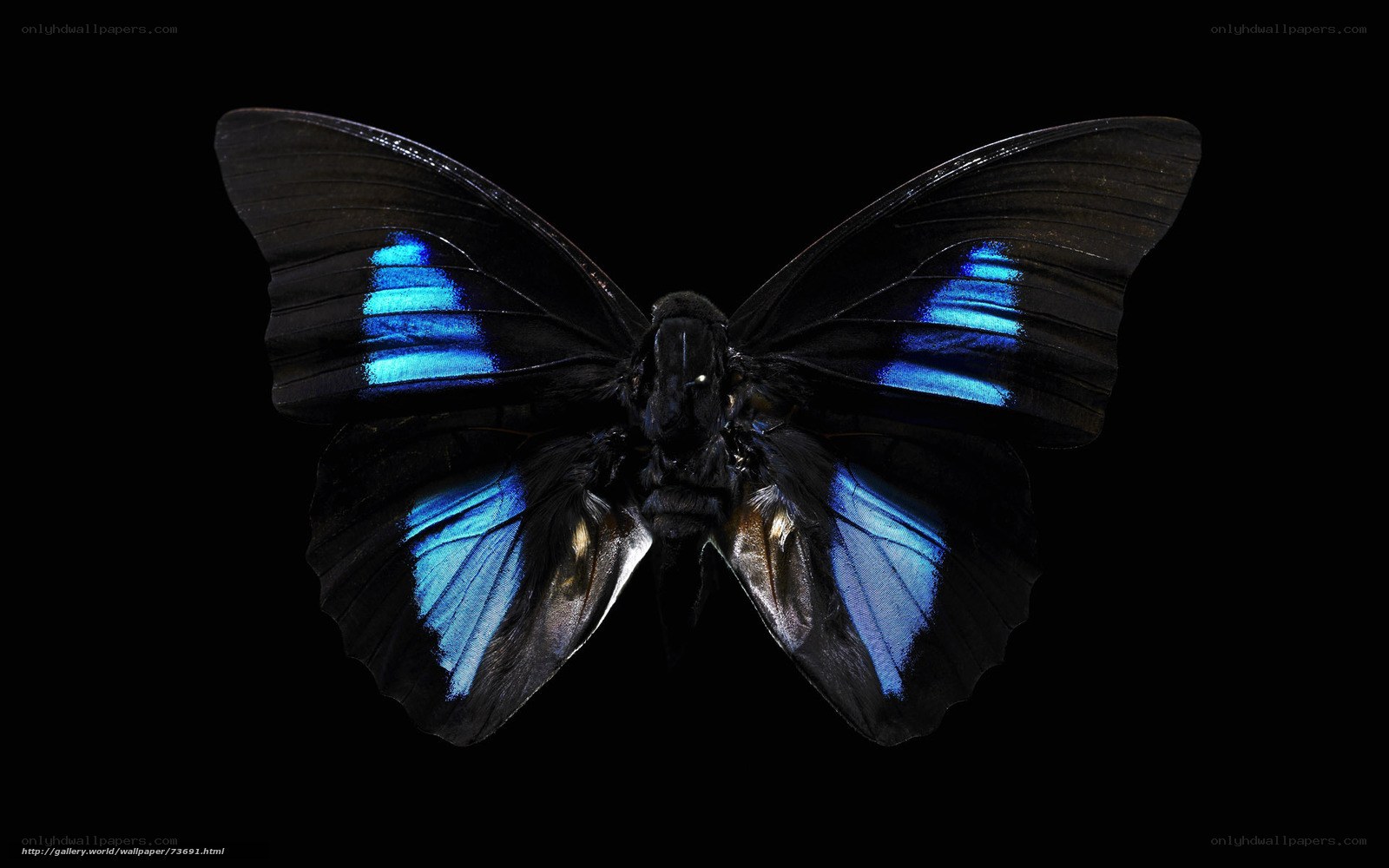 Blue-winged butterfly