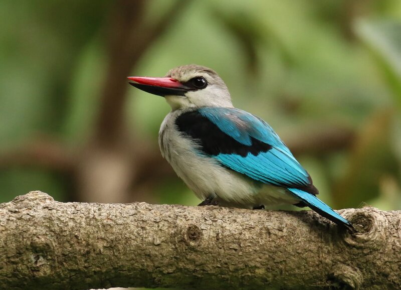 Blue-winged Kingfisher — Blue, Calm