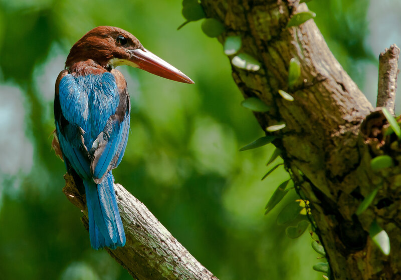 Blue-winged Kingfisher — Blue