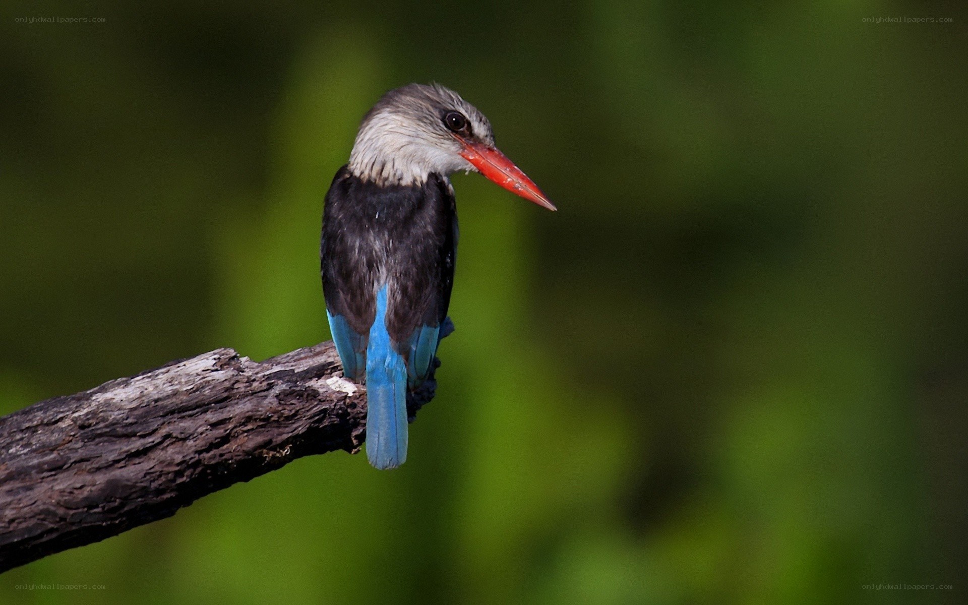 Blue-winged kingfisher perched