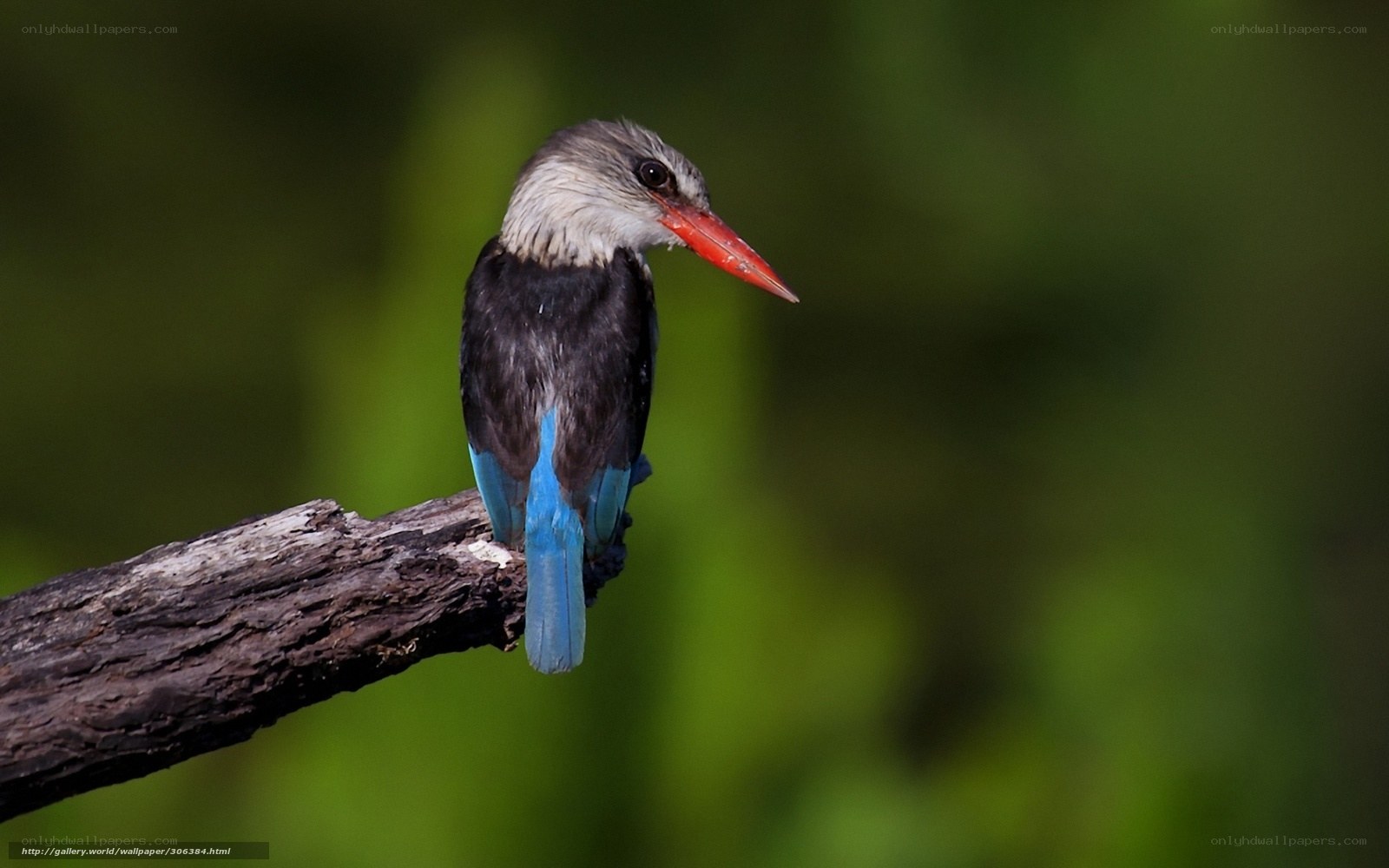 Blue-winged kingfisher perched