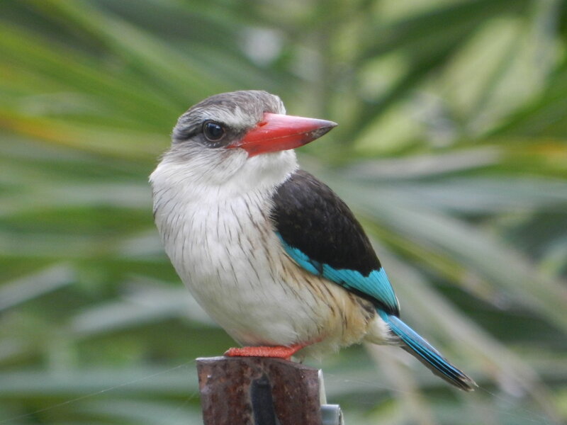 Blue-winged Kingfisher