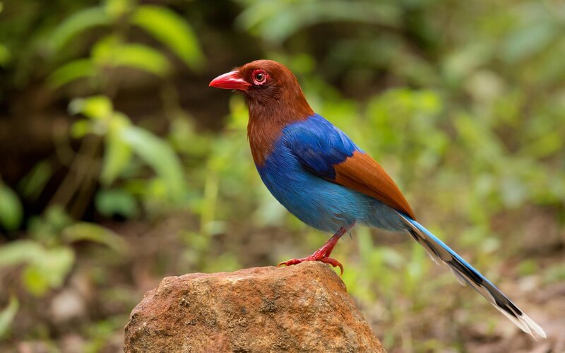 Blue-winged Magpie