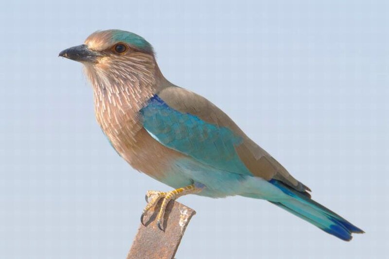 Blue-winged Roller Bird