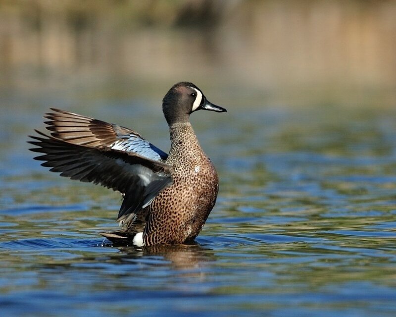 Blue-winged Teal Duck — Brown