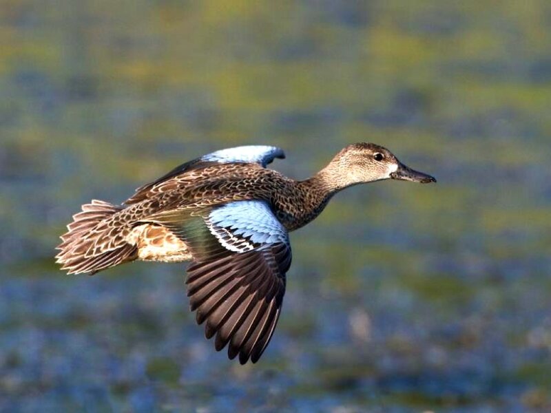 Blue-winged Teal in Flight