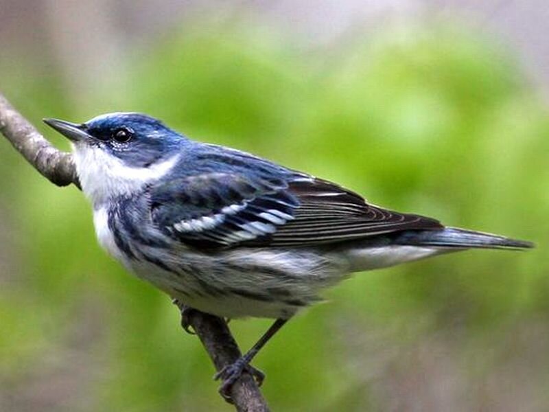 Blue-winged Warbler