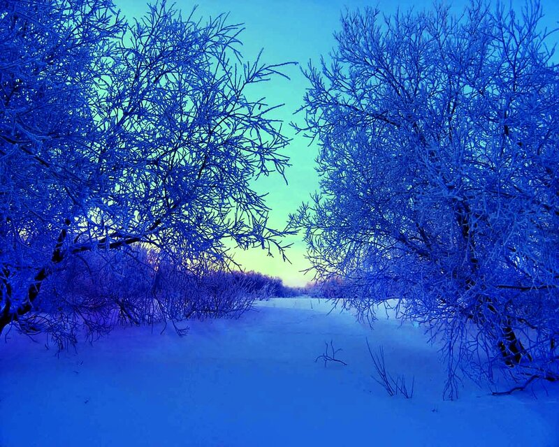 Blue winter forest path