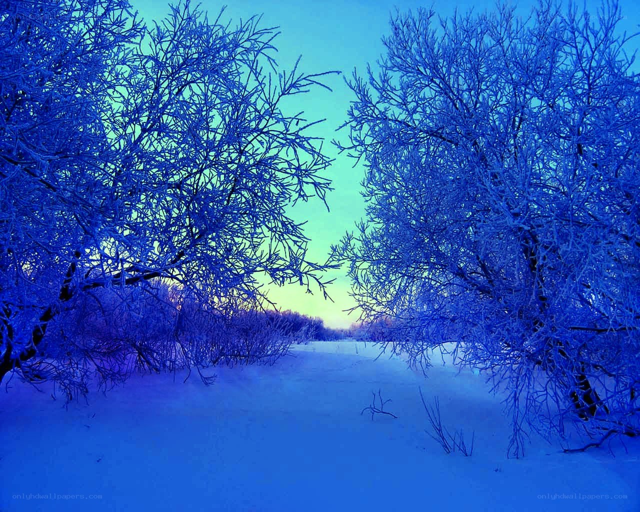 Blue winter forest path