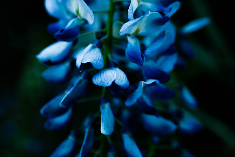 Blue Wisteria Flowers