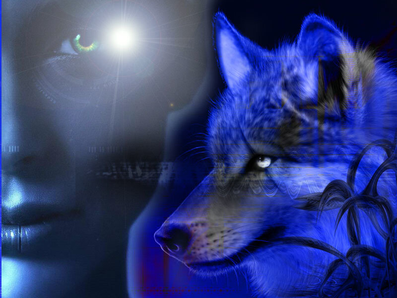 blue wolf digital art