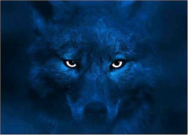 Blue Wolf Face
