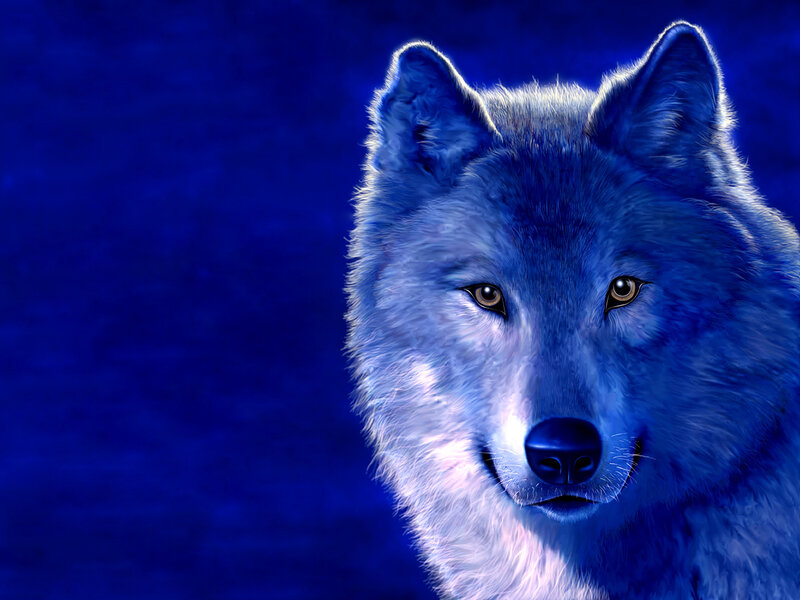 Blue Wolf Head — Dramatic, Night, Digital Art, Eyes, Ears