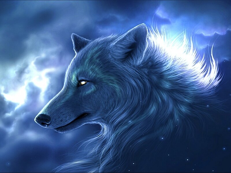 Blue Wolf Head — Dramatic, Night