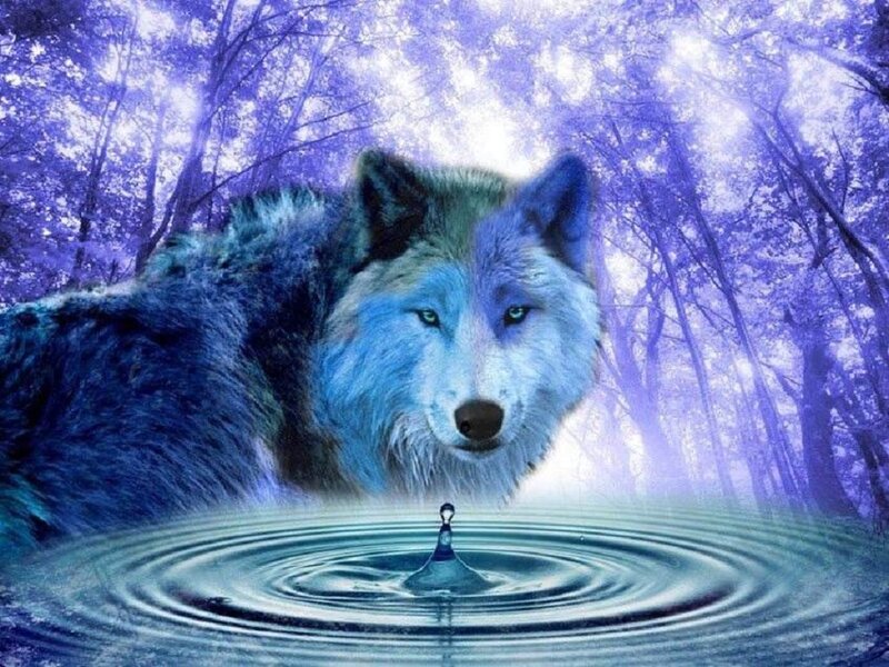 Blue Wolf in Forest