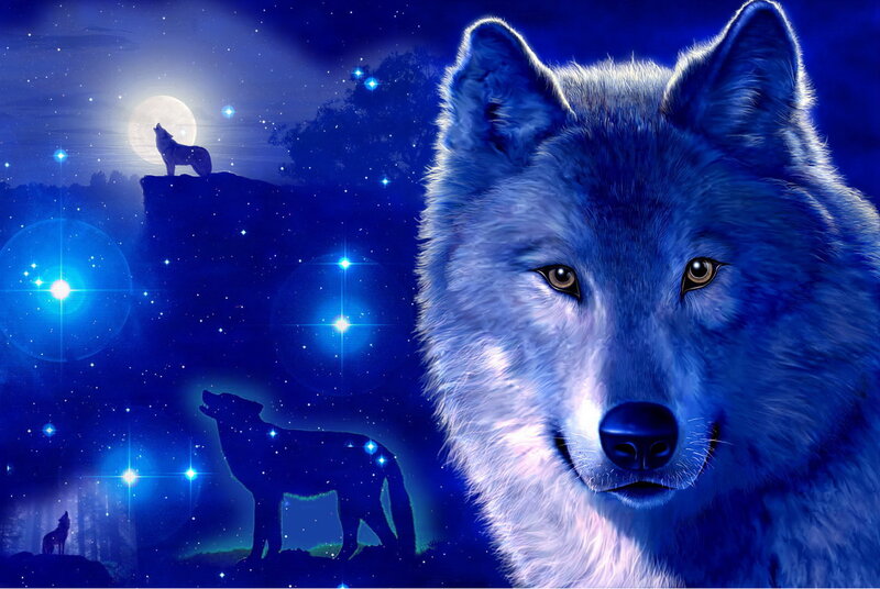 Blue Wolf in Night