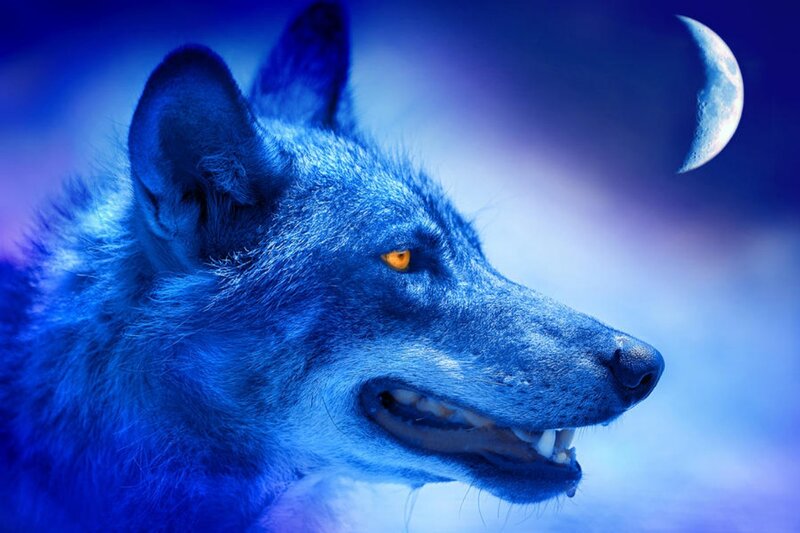Blue Wolf in Profile — Dramatic, Night, Digital Art