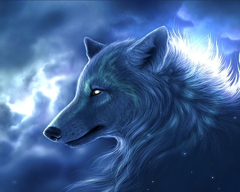 Blue Wolf in Profile