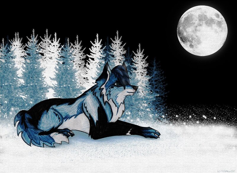 Blue Wolf in Snow — Serene