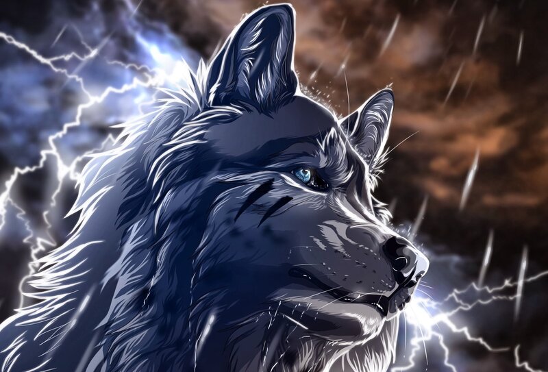 Blue Wolf in Storm — Dramatic, Night
