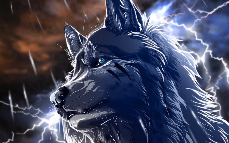 Blue Wolf in Storm