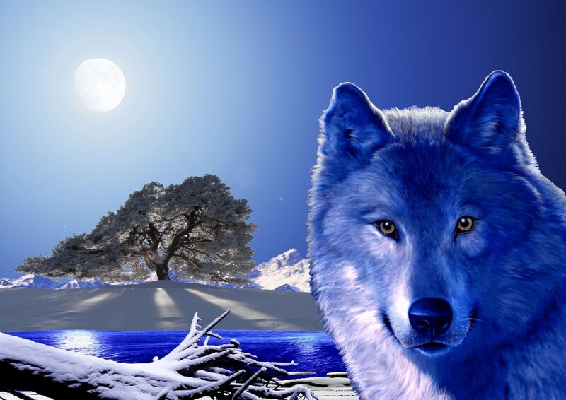 Blue Wolf in Winter