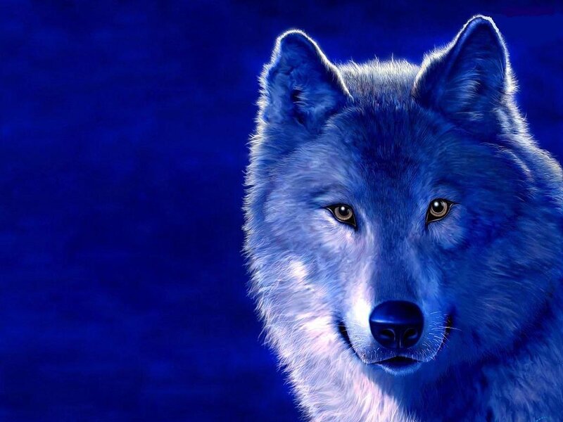 blue wolf portrait