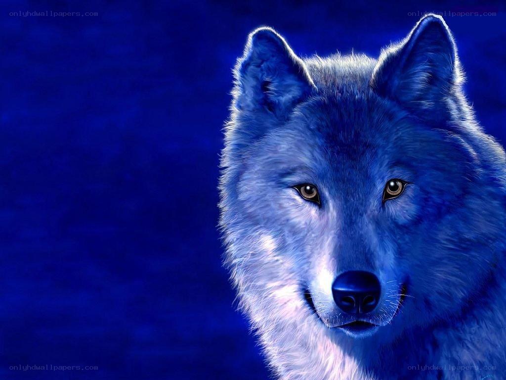 blue wolf portrait
