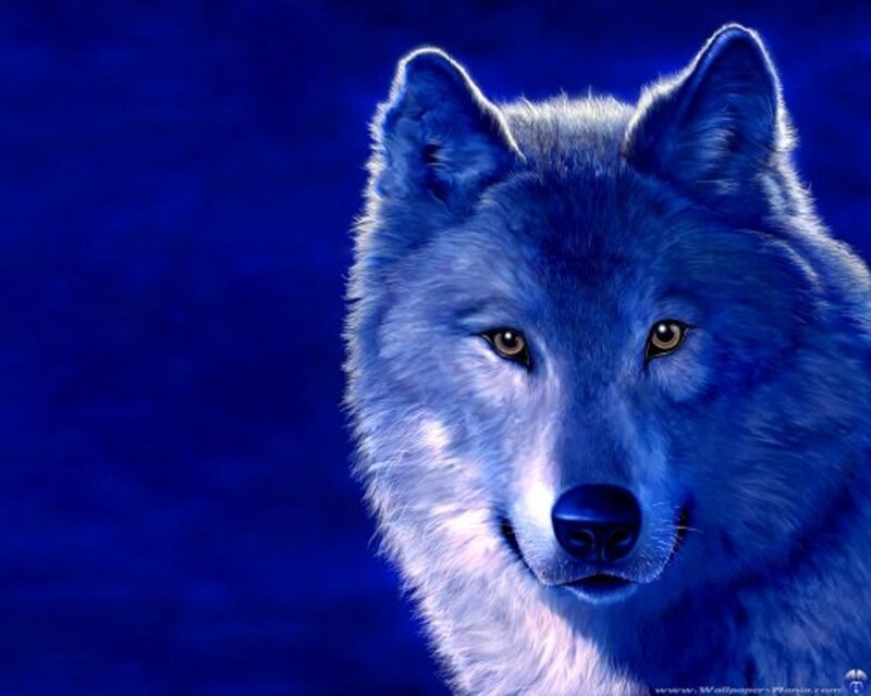 Blue Wolf Portrait — Dramatic
